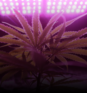 Lush green indica cannabis plants with dense buds, ideal for sleep-promoting strains