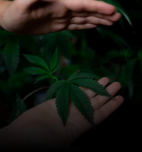 Cannabis plant at peak harvest time showing mature buds with amber trichomes ready for harvest