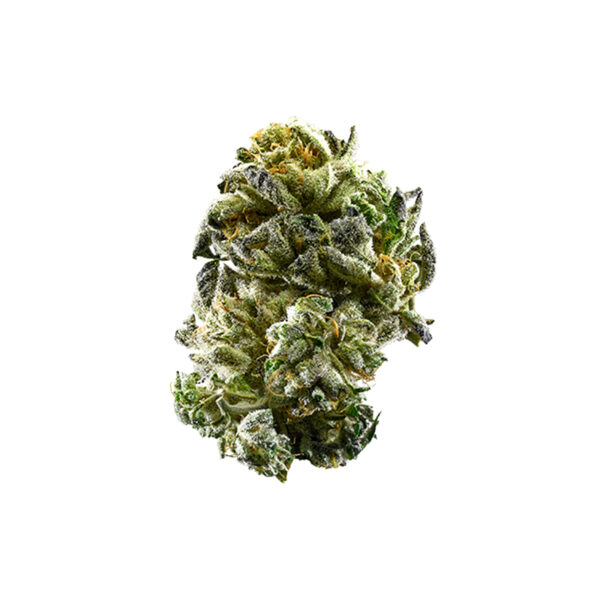 Girl Scout Cookies cannabis strain close-up showing dense, colorful buds with visible trichomes and vibrant green and purple