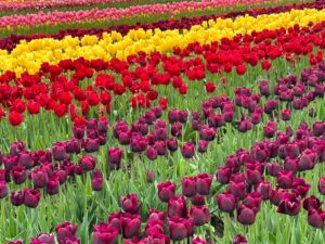 Abbotsford Weed product in a colorful tulip field in Abbotsford BC spring landscape