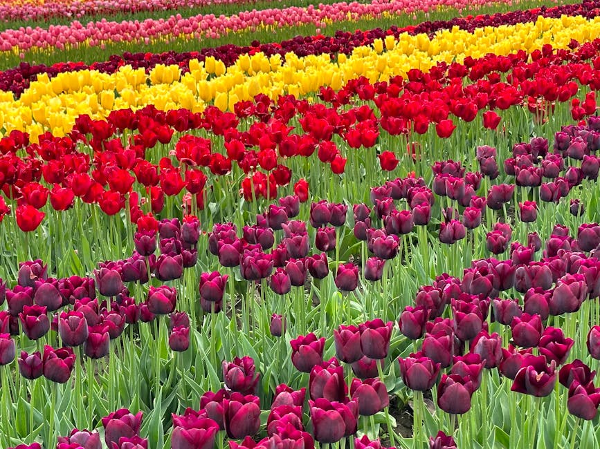 Colorful rows of tulips in a spring field in Abbotsford, BC.