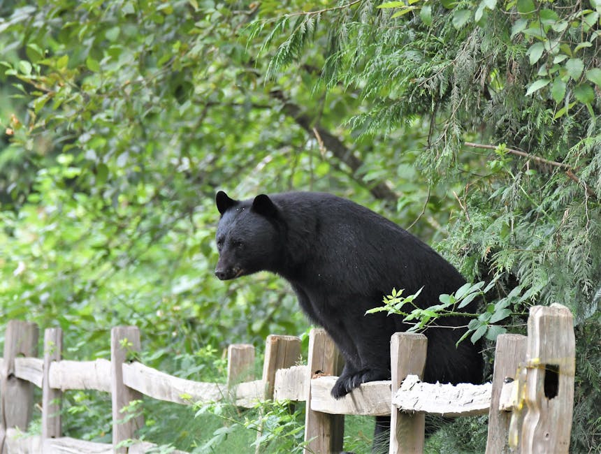 American black bear perched on a rustic wooden fence in lush greenery.