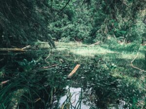 Gatineau weed aquatic plant growing in a calm forest pond surrounded by lush greenery