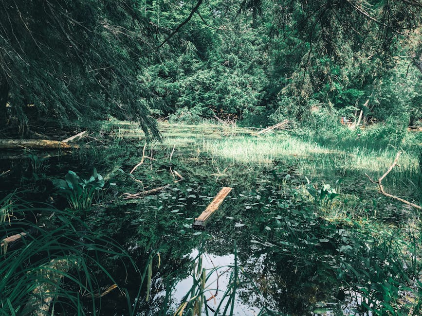 Tranquil forest pond surrounded by lush greenery in Gatineau Park, Quebec, Canada.