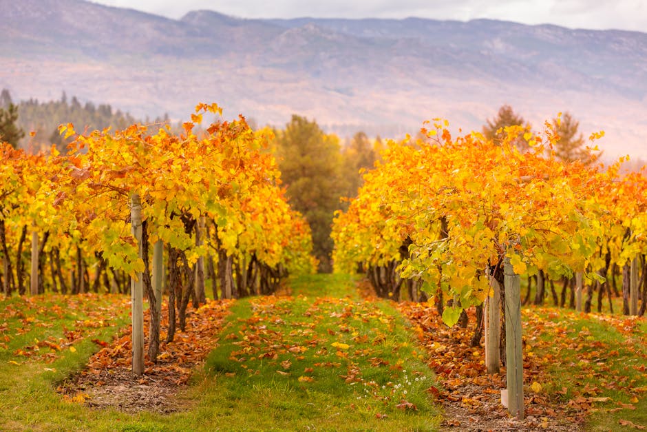 Golden grapevines in Kelowna, BC during fall harvest create a stunning vineyard view.
