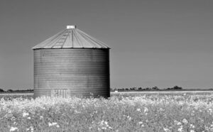 Manitoba weed wildflowers growing in a rural Canadian prairie field with a grain silo in the background