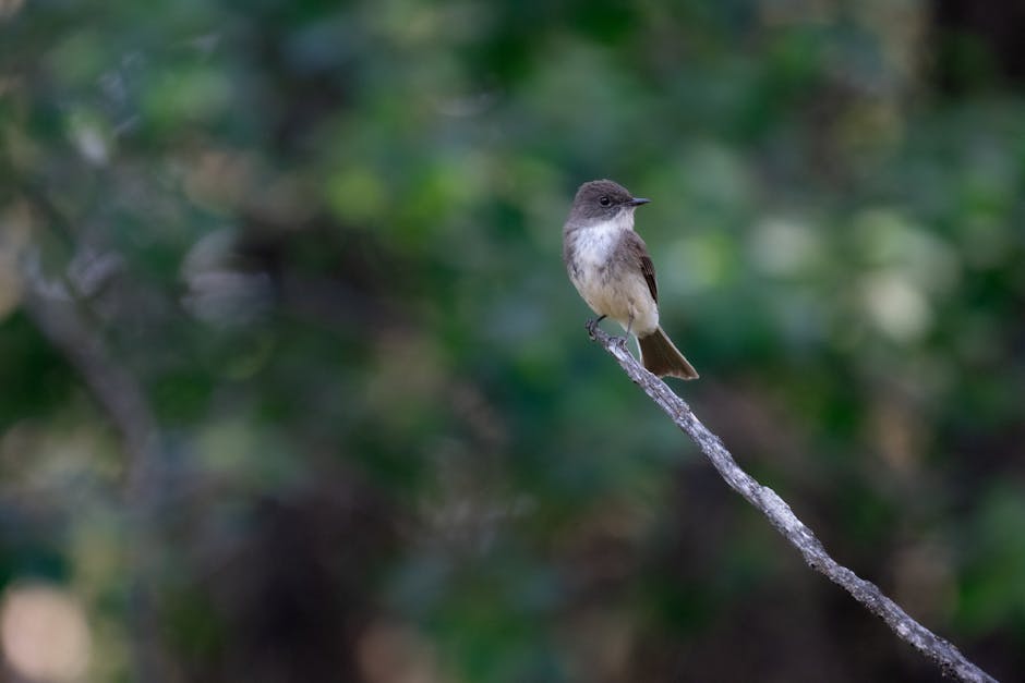 A bird resting on a branch surrounded by lush greenery in a Canadian forest.