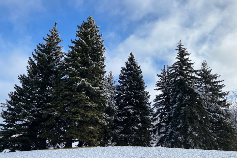 Beautiful snowy evergreen trees under a blue sky in a winter landscape, Markham, Canada.