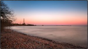 Mississauga weed growing along the Lake Ontario shoreline at sunset