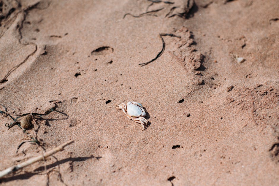 A crab rests on the sand in Prince Edward Island, Canada, showcasing natural habitat.