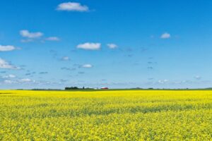 Saskatchewan weed growing in a vast open field under a wide prairie sky