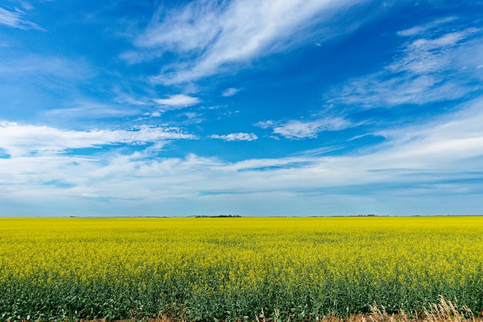 Expansive canola field with vibrant yellow flowers under a clear blue sky in Saskatchewan, Canada.