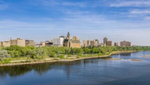 Saskatoon weed plant with distinctive leaves and stems growing in a natural outdoor setting